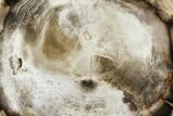Polished Petrified Wood (Spruce) Limb - Eagle's Nest, Oregon #141475-3